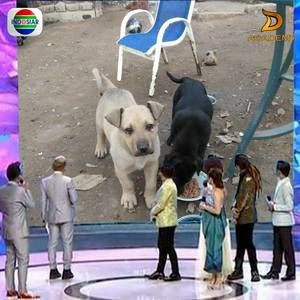 Meet your Posher, Harrys